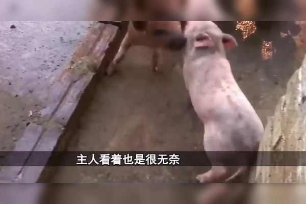 黑魚能和銀龍魚一起養(yǎng)嗎圖片視頻