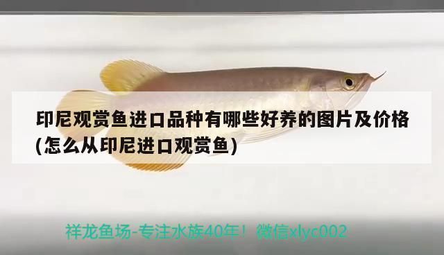 龍魚過濾棉多久洗一次：龍魚過濾棉的清洗頻率