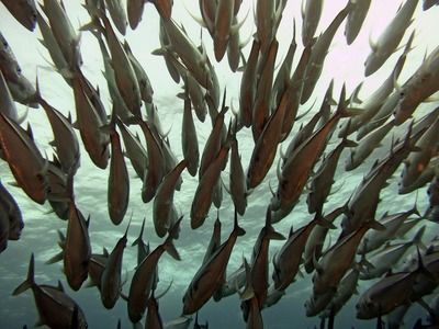 龍魚趴缸怎么恢復：龍魚趴缸后食欲不振怎么辦