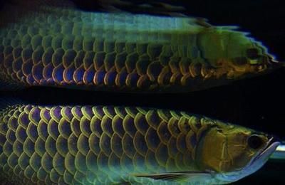 龍魚眼睛充血情況持續不改善，龍魚眼睛充血不改善：龍魚的眼睛充血怎么辦