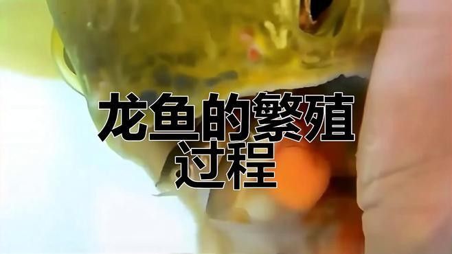 銀龍魚雌雄