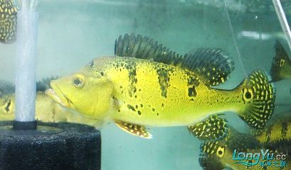 巴西亞和龍魚：巴西亞和龍魚的飼養注意事項