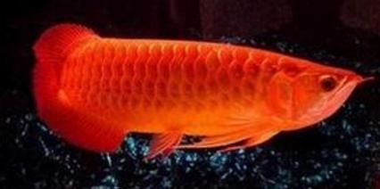 30厘米金龍魚多少錢一條：30厘米金龍魚價格