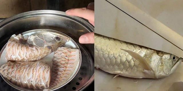 龍魚吃完吐出來怎么辦:如何處理龍魚吃完吐出來的問題 龍魚百科 第2張 龍魚吃完吐出來怎么辦:如何處理龍魚吃完吐出來的問題 龍魚吃完吐出來怎么辦:如何處理龍魚吃完吐出來的問題 龍魚百科 第2張