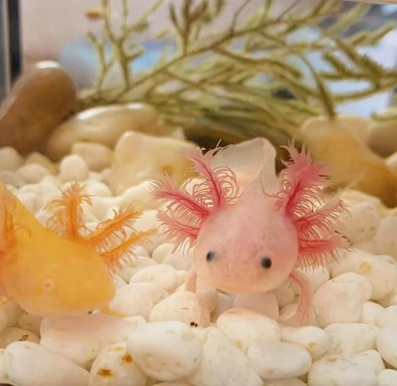 六角龍魚有風水講究嗎