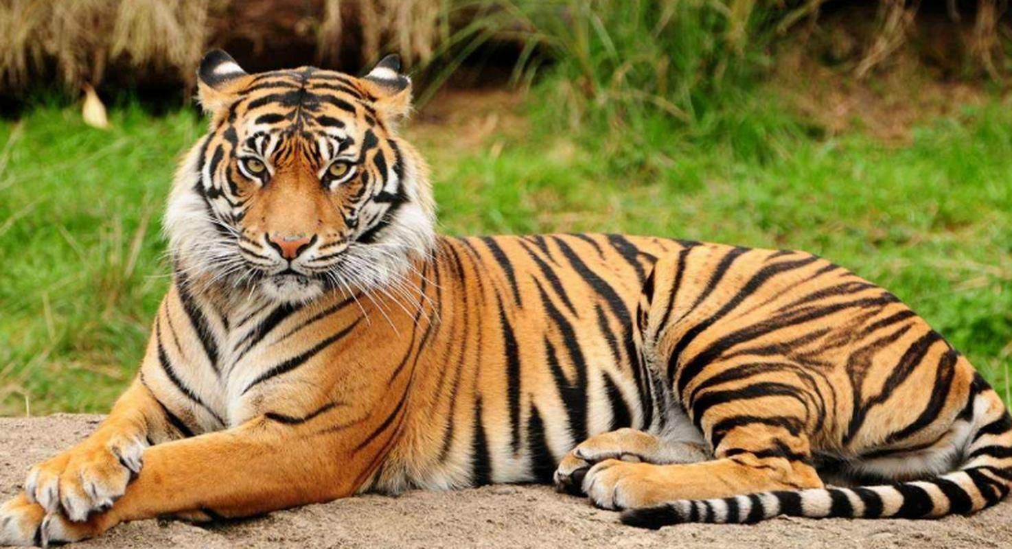 老虎圖片400張 老虎圖片400張 龍魚百科 第3張