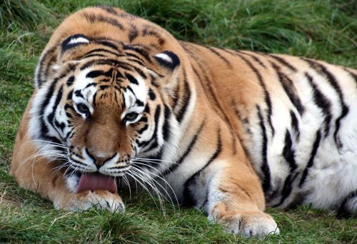 老虎圖片400張 老虎圖片400張 龍魚百科 第12張