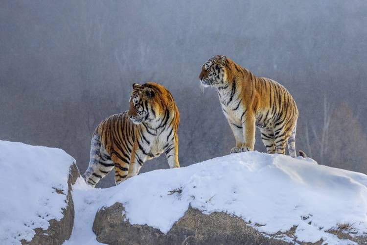 老虎圖片400張 老虎圖片400張 龍魚百科 第13張