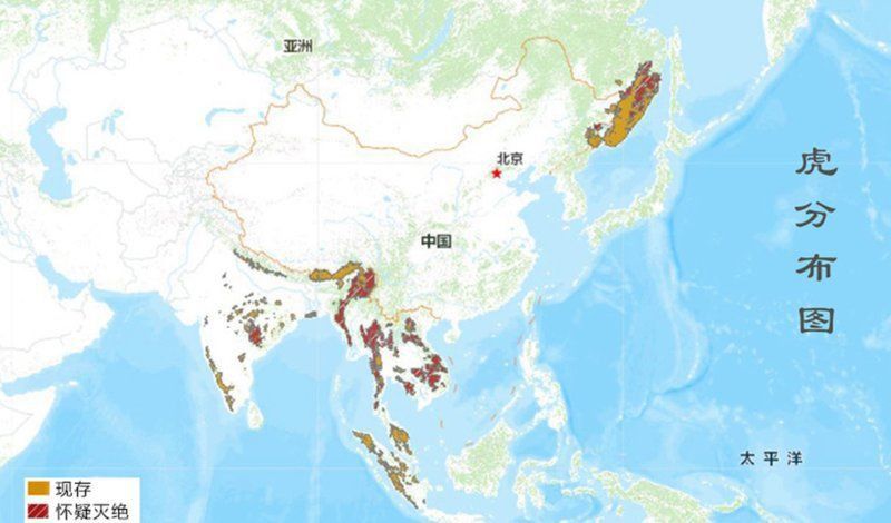 老虎圖片400張 老虎圖片400張 龍魚百科 第24張