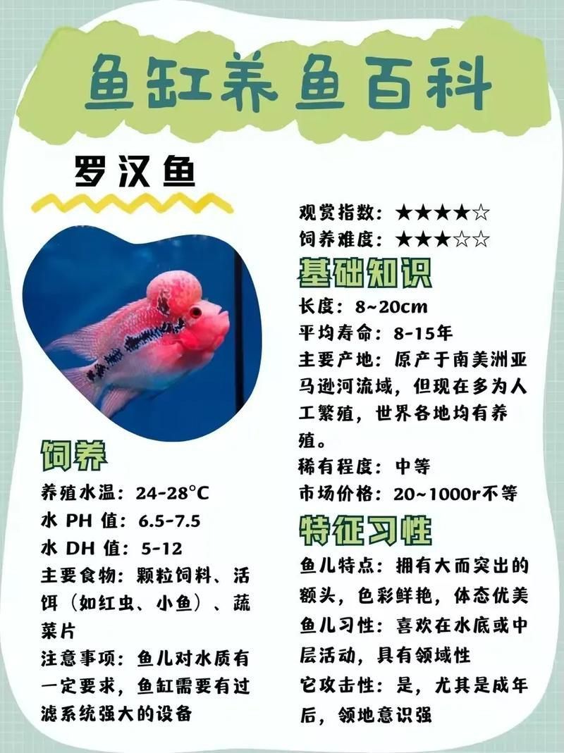 羅漢魚的價格表和圖片