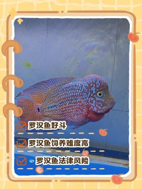羅漢魚的價格表和圖片