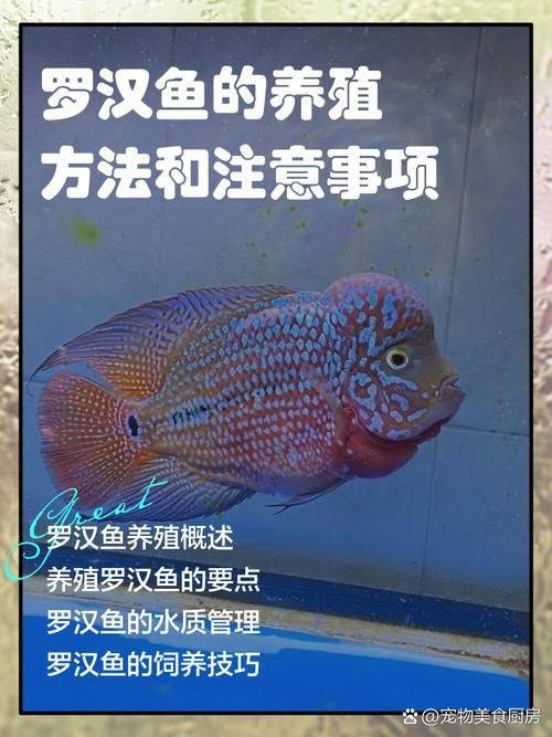 羅漢魚的價格表和圖片