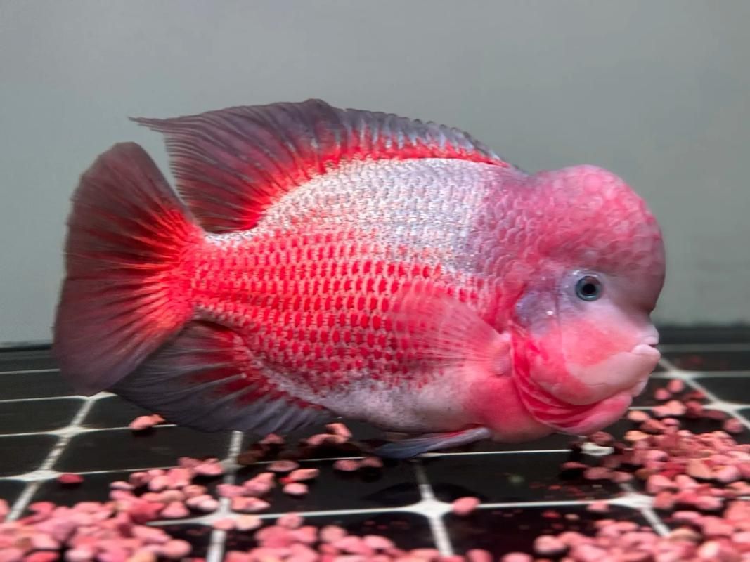 羅漢魚的價格表和圖片