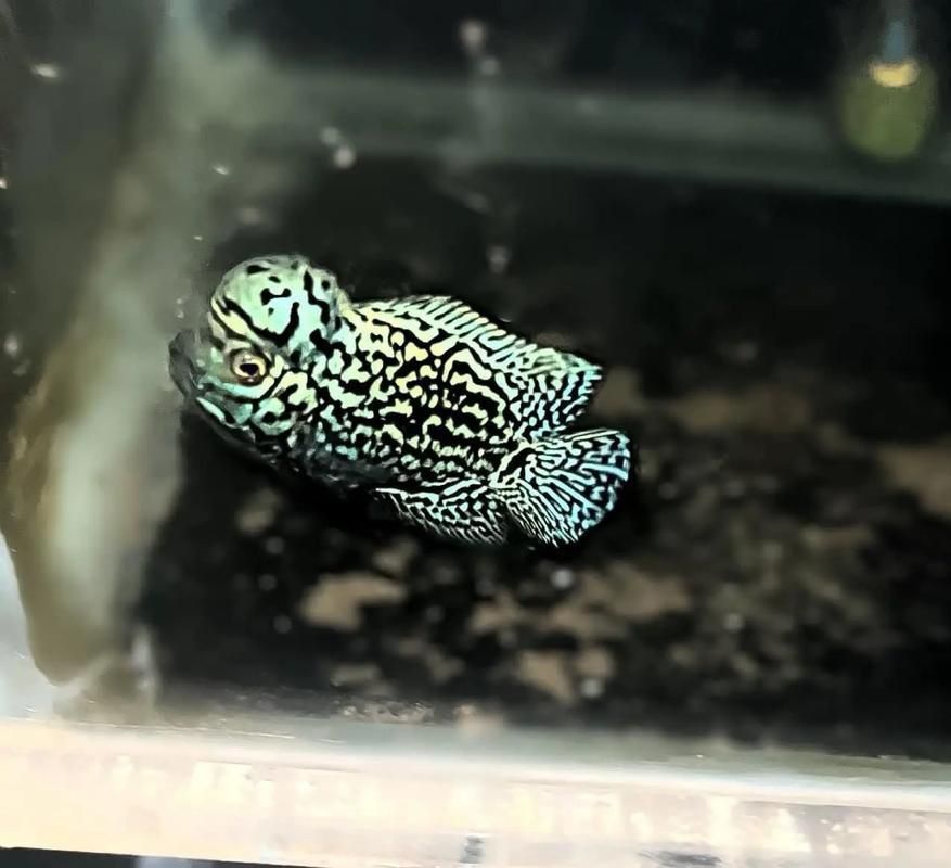 羅漢魚的價格表和圖片
