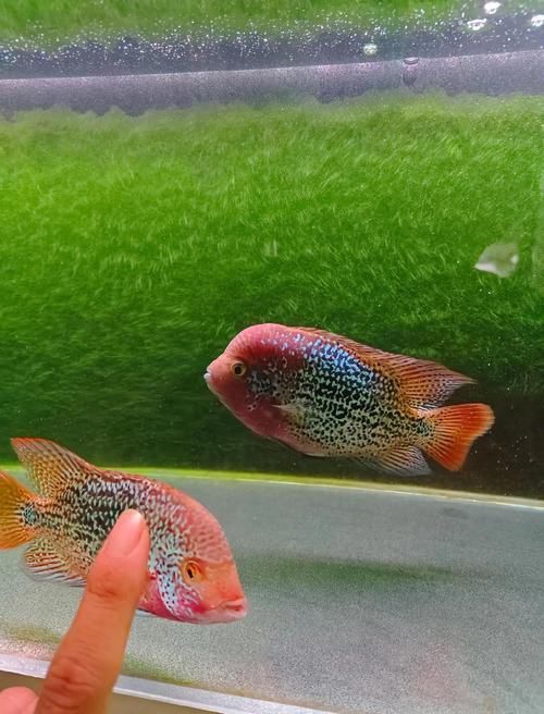 羅漢魚的價格表和圖片