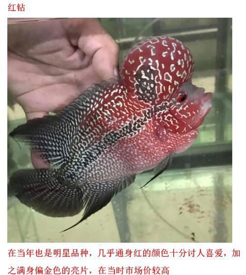 羅漢魚的價格表和圖片