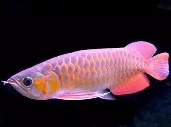 如何判斷短身福龍魚是否成熟？ 如何判斷短身福龍魚是否成熟？ 龍魚百科 第7張