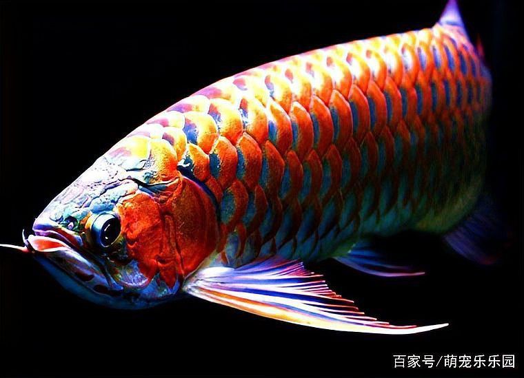 如何判斷短身福龍魚是否成熟？ 如何判斷短身福龍魚是否成熟？ 龍魚百科 第6張