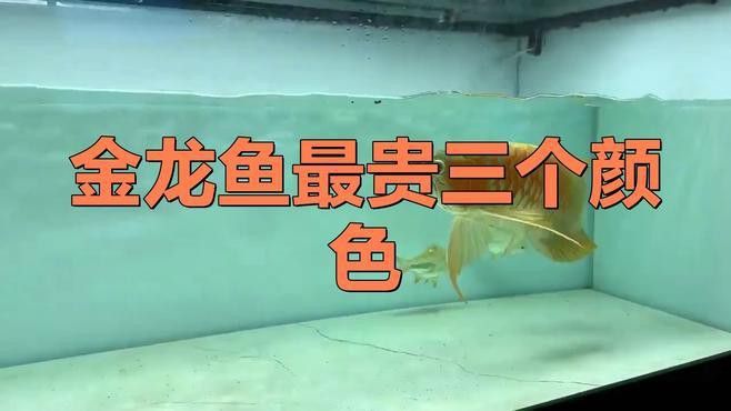金龍魚中哪種類型最稀有？