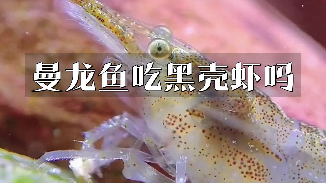 藍曼龍魚吃黑殼蝦嗎