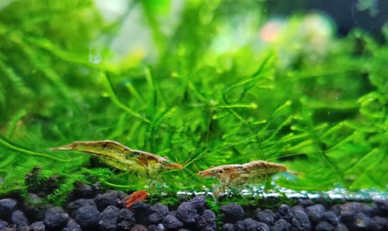 藍曼龍魚吃黑殼蝦嗎