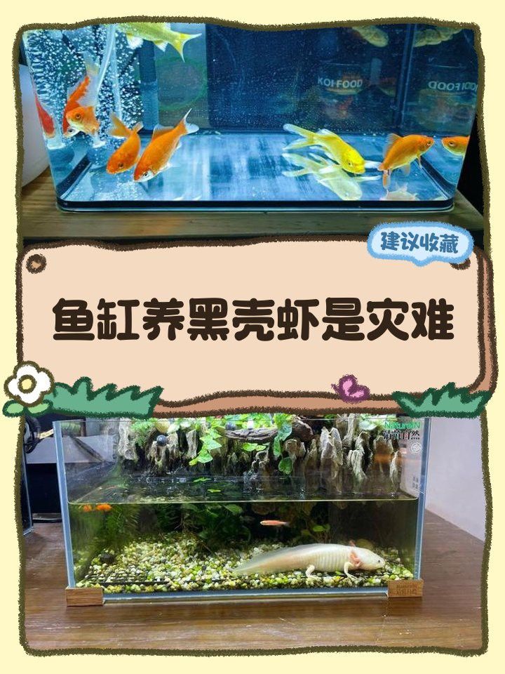 藍曼龍魚吃黑殼蝦嗎