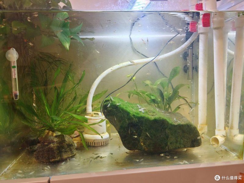 藍曼龍魚吃黑殼蝦嗎