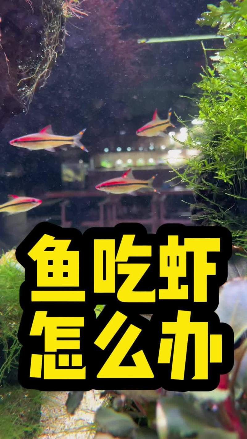藍曼龍魚吃黑殼蝦嗎