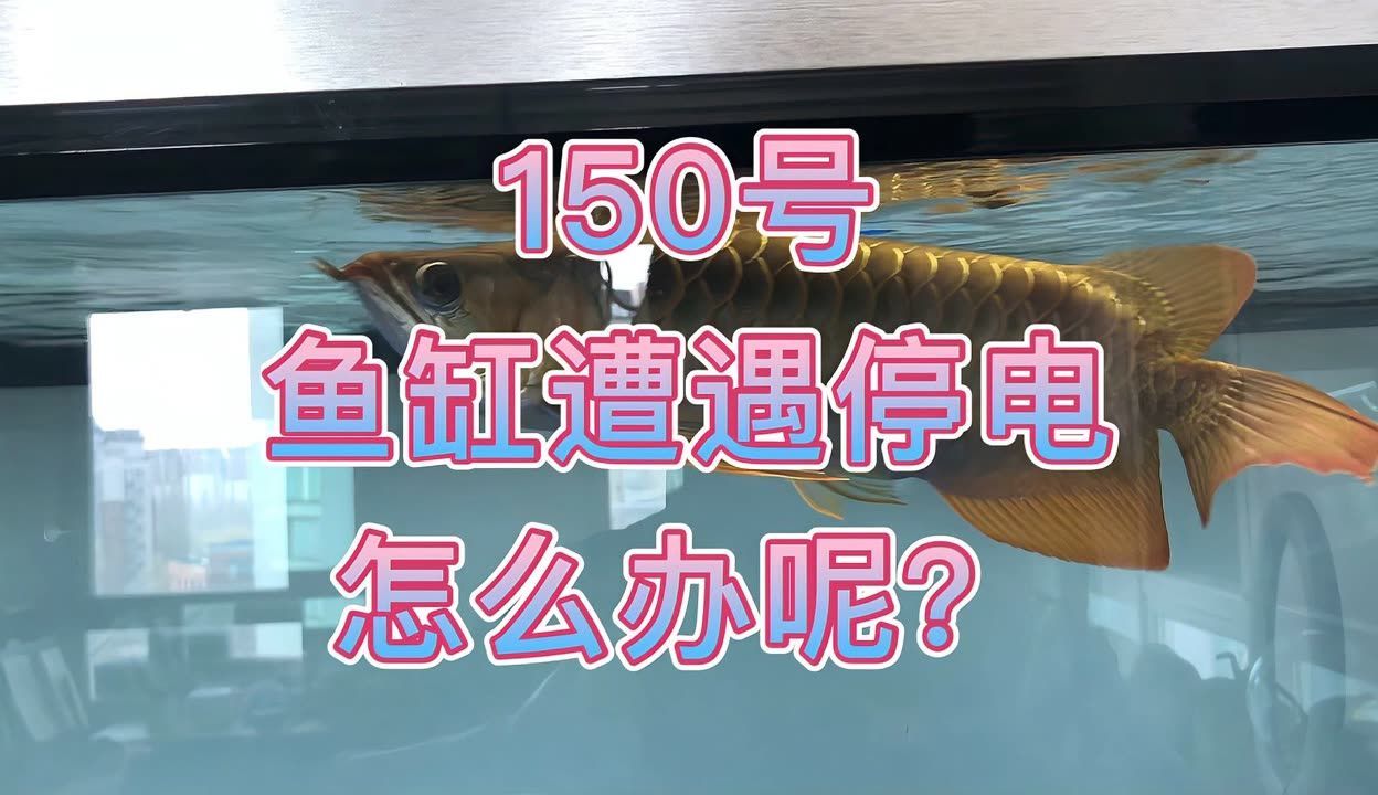 龍魚魚缸停電了怎么辦：當(dāng)龍魚魚缸遭遇停電時，應(yīng)立即采取措施確保魚類安全