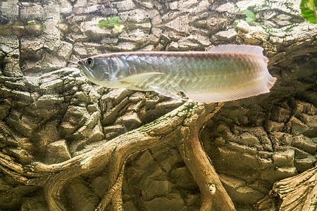 銀龍魚不游動尾巴總向一邊彎曲（銀龍魚不游動和尾巴彎曲可能是由多種因素引起的原因）
