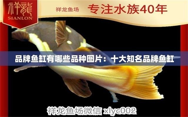 魚缸品牌大全排名圖片（仟湖of魚缸特色功能森森sunsun品牌歷史松寶sobo魚缸設計亮點） 魚缸品牌大全排名圖片（仟湖of魚缸特色功能森森sunsun品牌歷史松寶sobo魚缸設計亮點） 龍魚百科 第5張