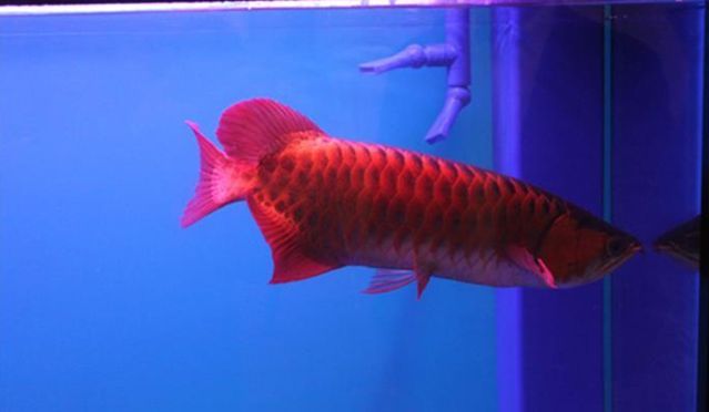 紅龍魚最小魚缸尺寸是多少（紅龍魚最小魚缸尺寸）