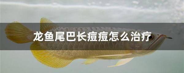 龍魚尾巴紅色疙瘩（龍魚尾巴上出現紅色疙瘩可能是由多種原因引起的）