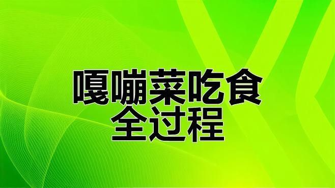 雷龍魚吃鳑鲏魚嗎
