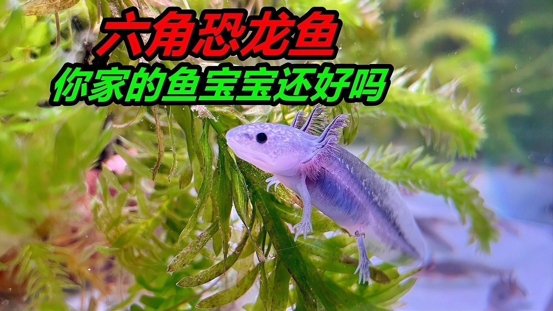 如何飼養六角恐龍魚