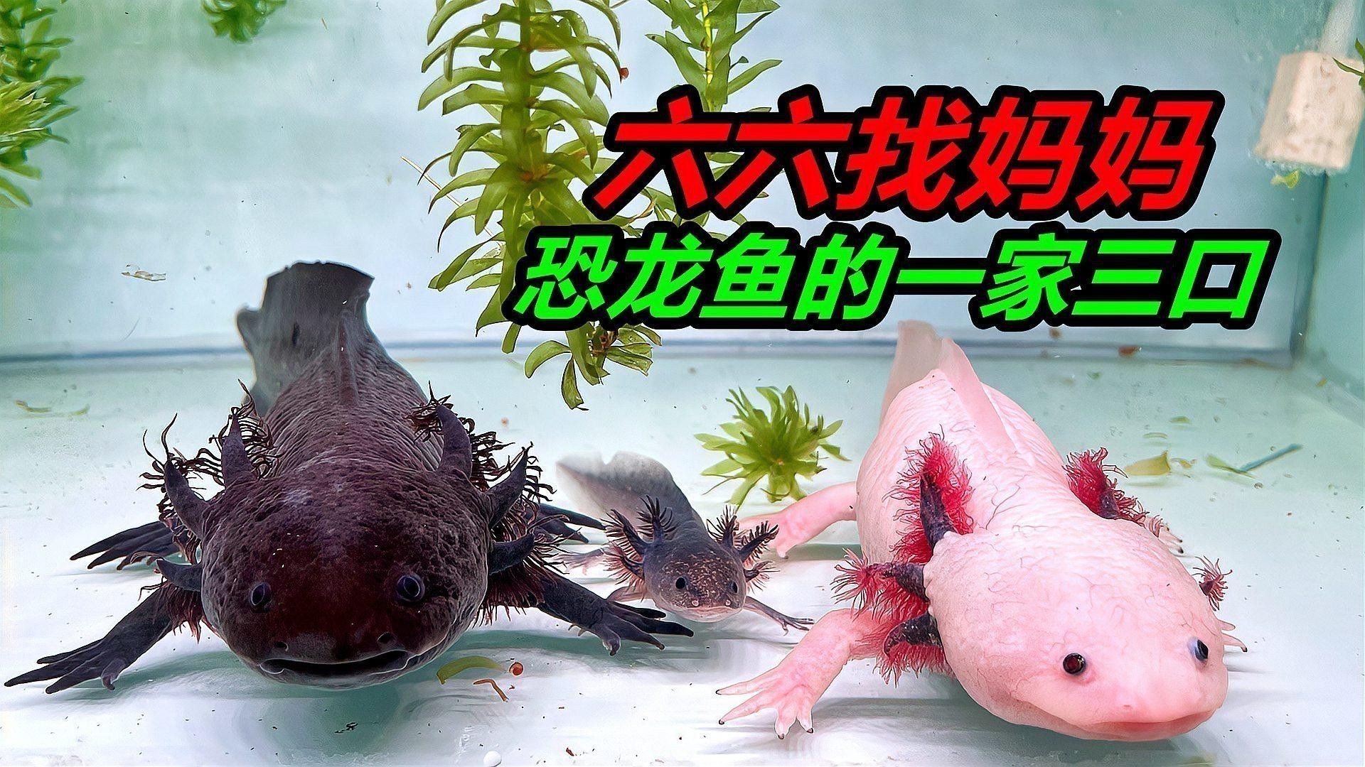 六角恐龍魚(yú)混養(yǎng)魚(yú)最佳搭配