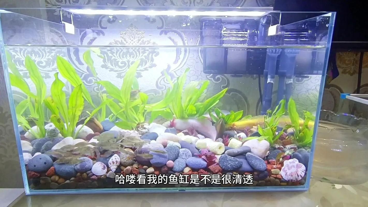 六角恐龍魚(yú)混養(yǎng)魚(yú)最佳搭配