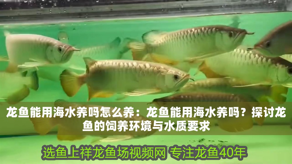 龍魚能用海水養(yǎng)嗎怎么養(yǎng)：龍魚能用海水養(yǎng)嗎？探討龍魚的飼養(yǎng)環(huán)境與水質(zhì)要求 龍魚能用海水養(yǎng)嗎怎么養(yǎng)：龍魚能用海水養(yǎng)嗎？探討龍魚的飼養(yǎng)環(huán)境與水質(zhì)要求 龍魚百科 第1張