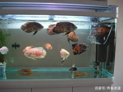 招財貓魚和紅龍魚混養（招財貓魚和紅龍魚可以混養嗎？）