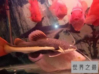 招財貓魚和紅龍魚混養（招財貓魚和紅龍魚可以混養嗎？）