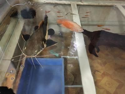 招財貓魚和紅龍魚混養（招財貓魚和紅龍魚可以混養嗎？）