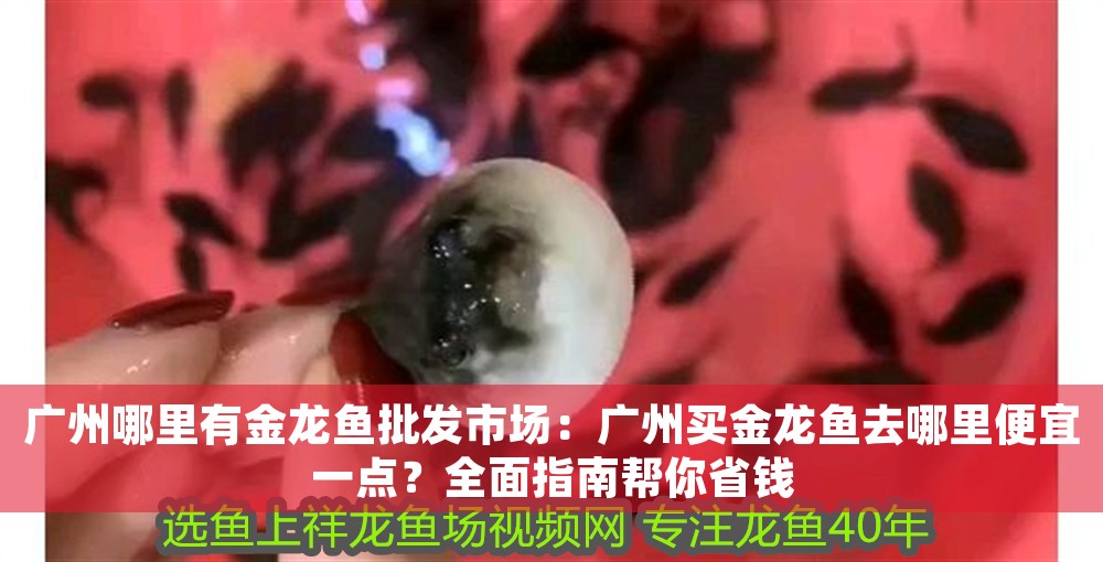廣州哪里有金龍魚批發市場：廣州買金龍魚去哪里便宜一點？全面指南幫你省錢