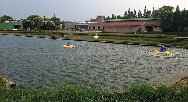 龍魚驅(qū)蟲后需要多久恢復(fù) 龍魚驅(qū)蟲后需要多久恢復(fù) 龍魚百科 第4張