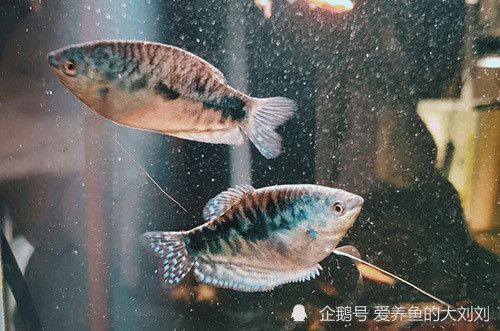 龍魚(yú)缸能養(yǎng)什么魚(yú)：適合養(yǎng)殖在龍魚(yú)缸中的幾種魚(yú)種