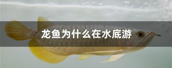 龍魚為什么在水面游：龍魚為什么在水面游動(dòng) 龍魚為什么在水面游：龍魚為什么在水面游動(dòng) 龍魚百科