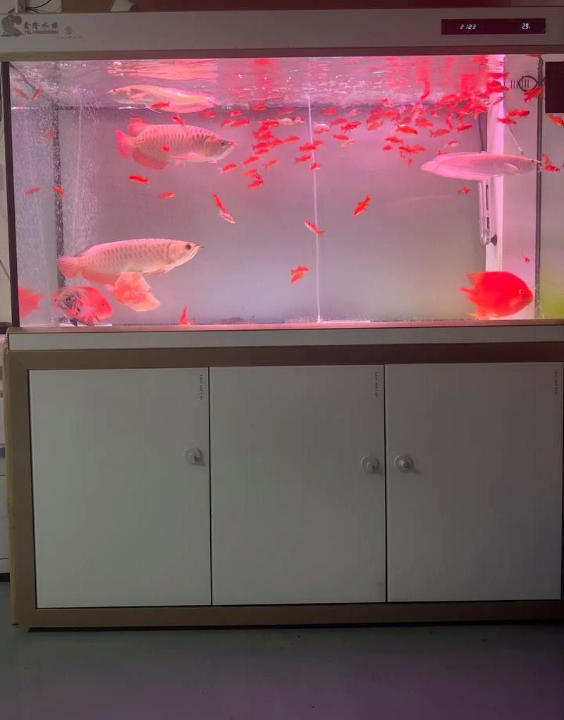 給我一張龍魚風水布局實例圖