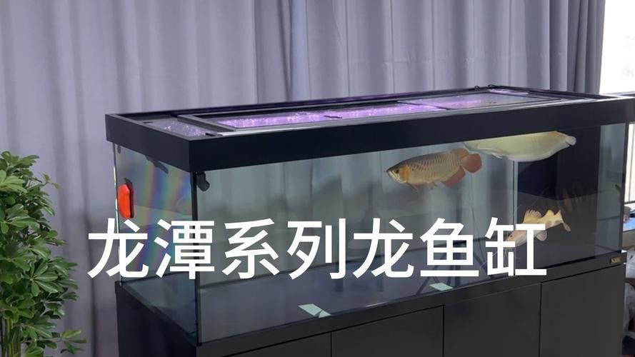 給我一張龍魚風水布局實例圖