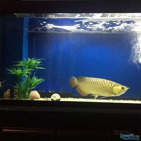 給我一張龍魚風水布局實例圖