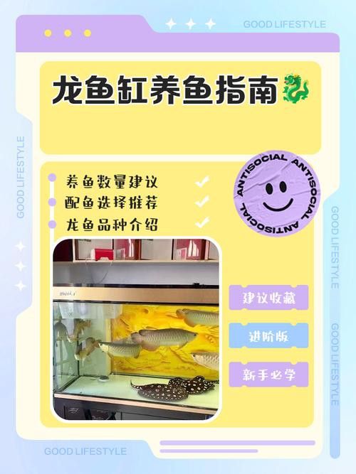給我一張龍魚風水布局實例圖