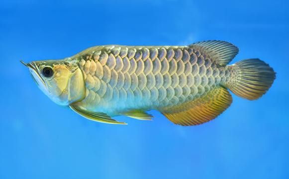 給我一張龍魚風水布局實例圖